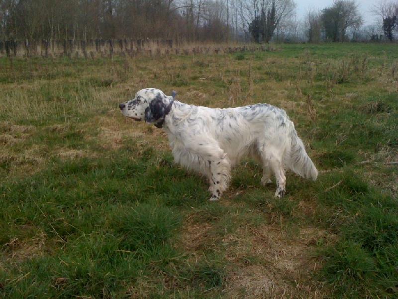 TR. Gibss des brumes du rocher - 2EME EXCELLENT/CTM / RCACS