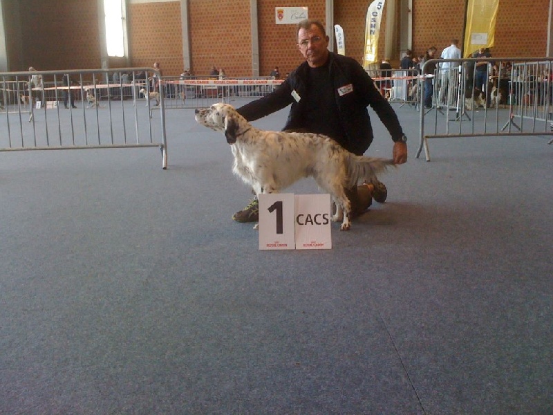 TR. Gibss des brumes du rocher - 1ER EX CACS /COM/MEILLEUR DE RACE