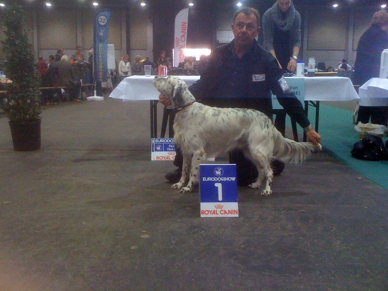 TR. Gibss des brumes du rocher - 1ER EXCELLENT / COM