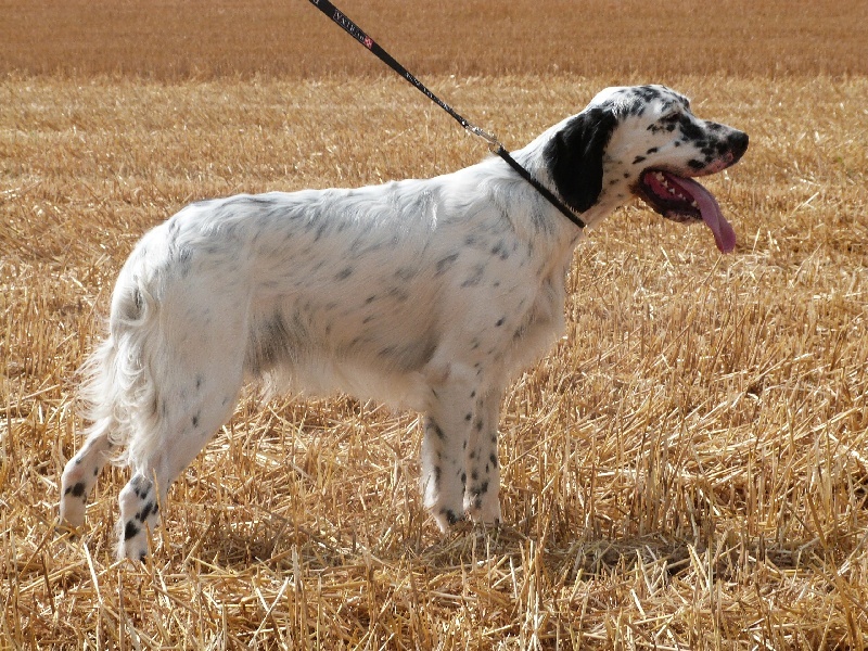 TR. Gibss des brumes du rocher - EXCELLENT / TOP