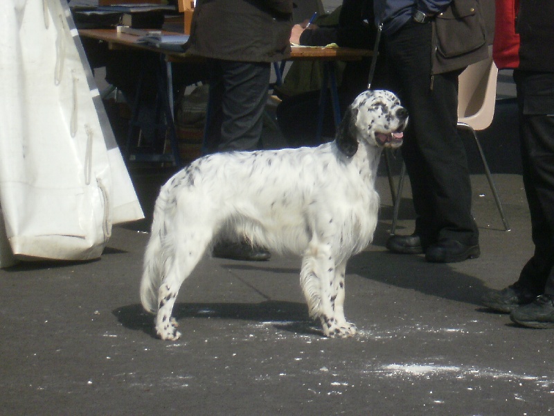 TR. Gibss des brumes du rocher - 1ER EXCELLENT