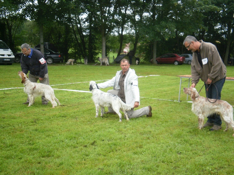 TR. Gibss des brumes du rocher - 2EME EXCELLENT