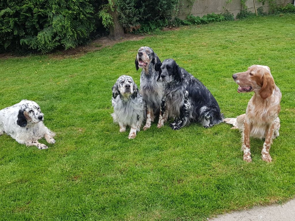 TR. Gibss des brumes du rocher - 1ER EXCELLENT CVM