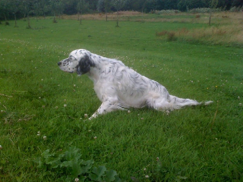 TR. Gibss des brumes du rocher - 2EME EXCELLENT