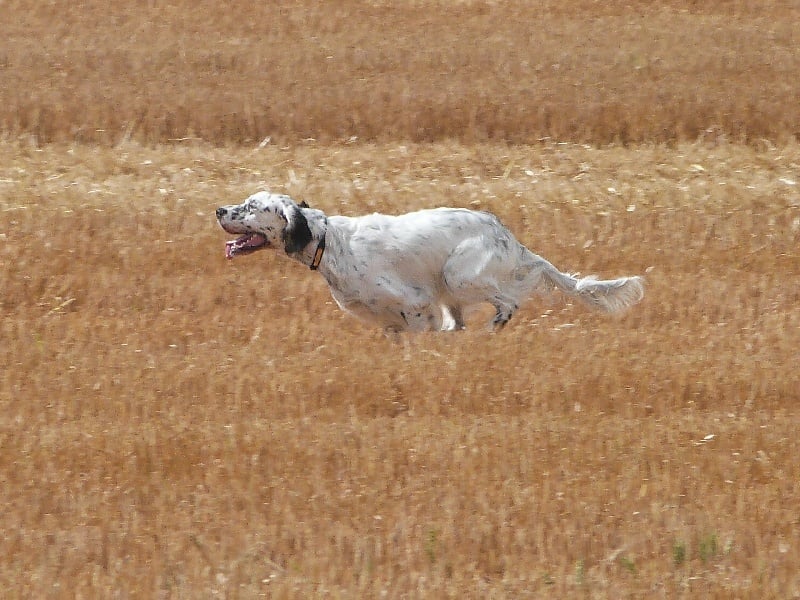 TR. Gibss des brumes du rocher - 2 X TRES BON