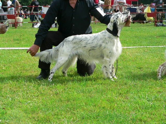 TR. Gibss des brumes du rocher - 1 ER EX CACS COM MEILLEUR DE RACE