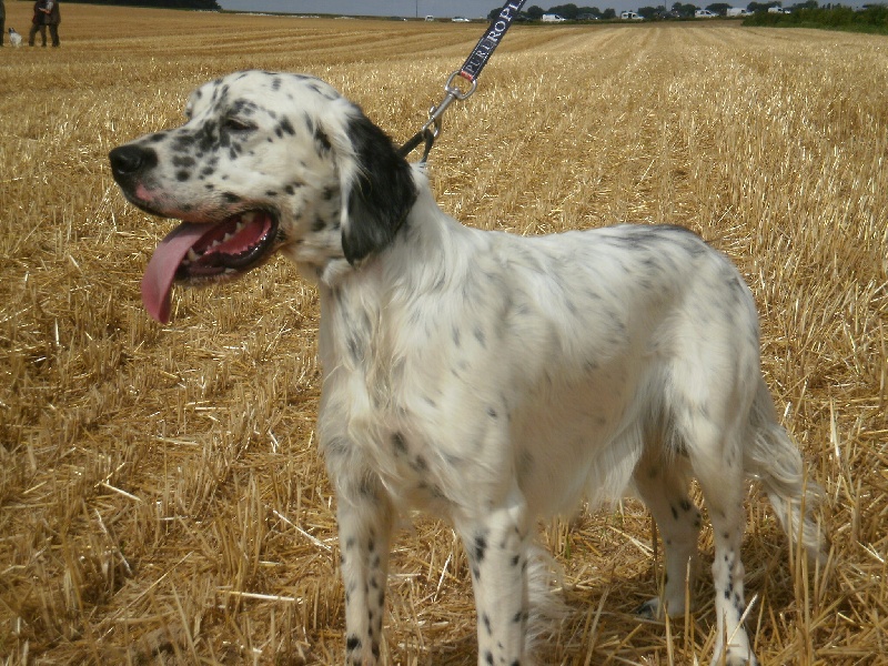 TR. Gibss des brumes du rocher - 2EME TRES BON