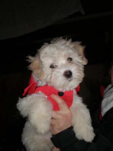 Publication : Du Mas Des Coeurs Poilus Auteur : Langolff Viviane