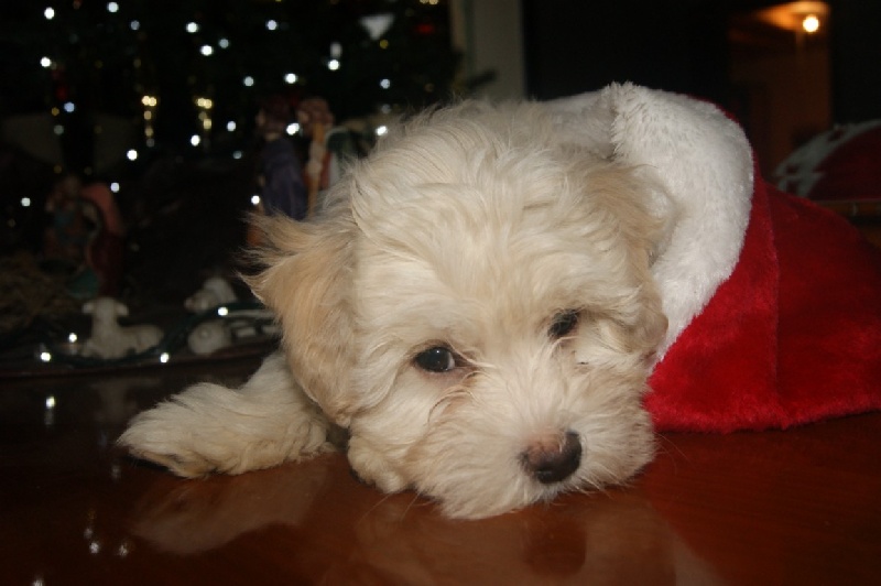 Publication : Du Mas Des Coeurs Poilus Auteur : Langolff Viviane