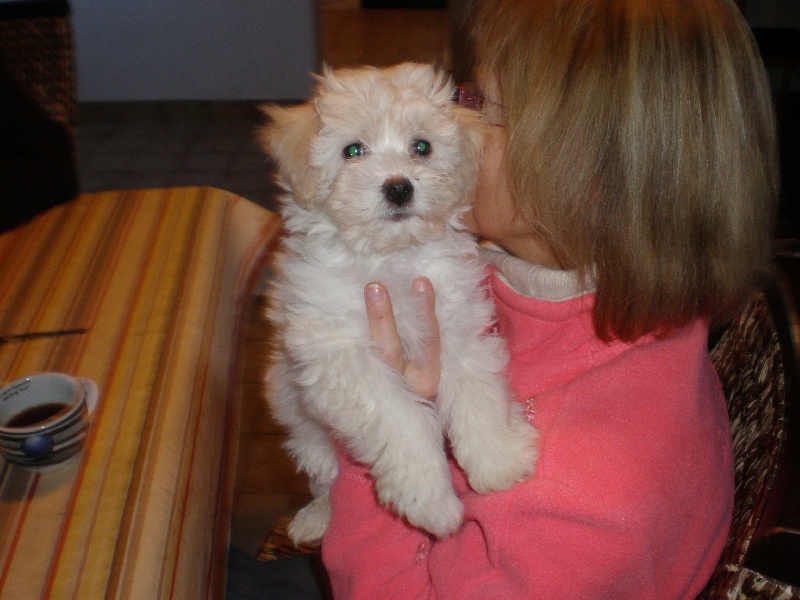 Publication : Du Mas Des Coeurs Poilus Auteur : Langolff Viviane