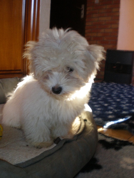 Publication : Du Mas Des Coeurs Poilus Auteur : Langolff Viviane