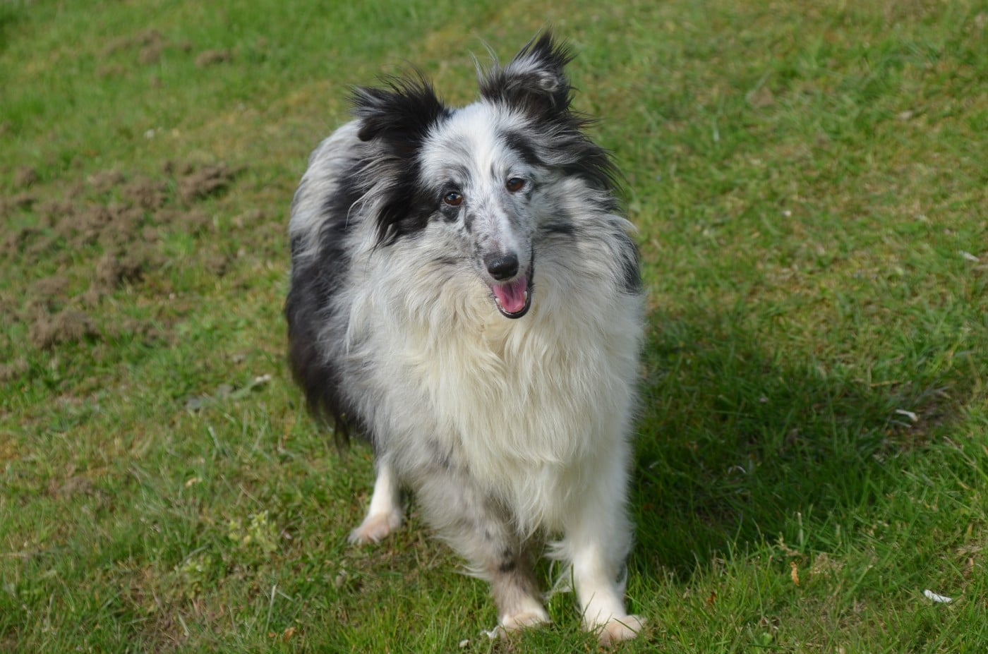Poésie De la foret des reves bleus