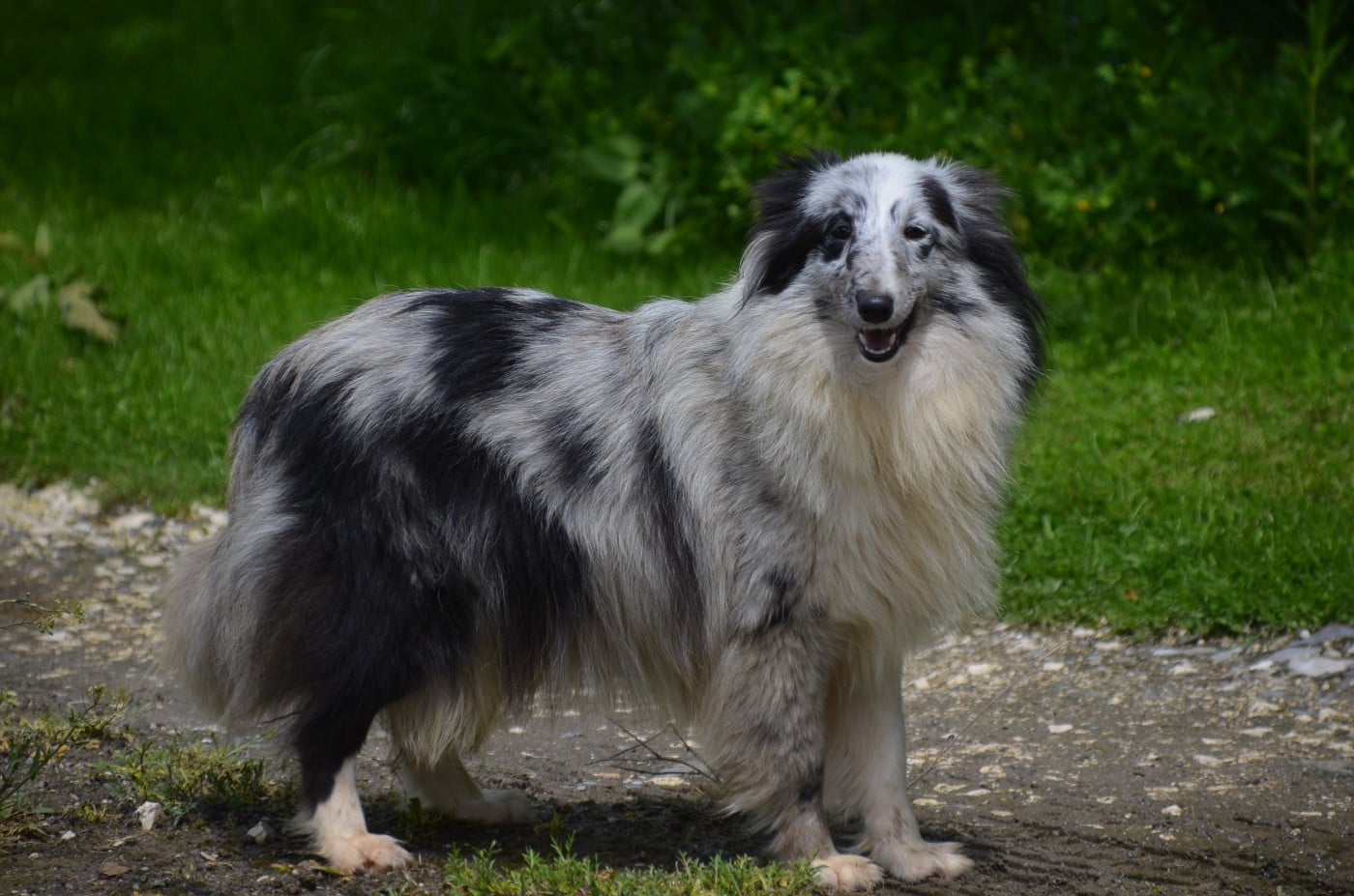 Poésie De la foret des reves bleus
