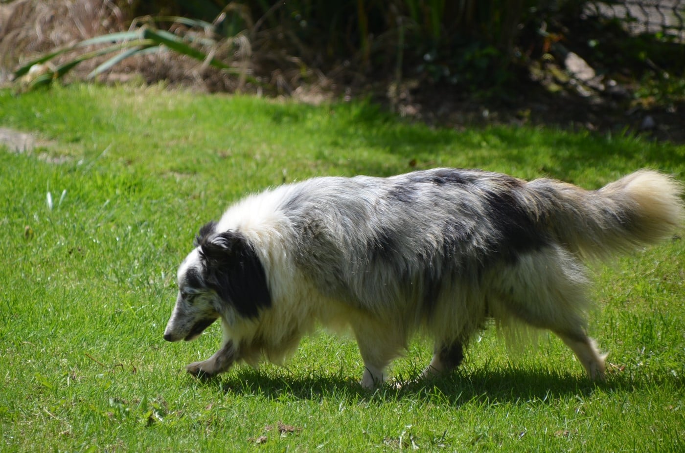 Poésie De la foret des reves bleus