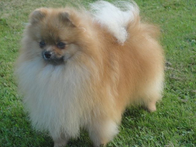 CH. Yggy pom Du bois de moque souris