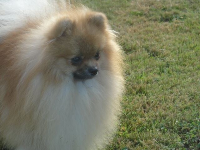CH. Yggy pom Du bois de moque souris