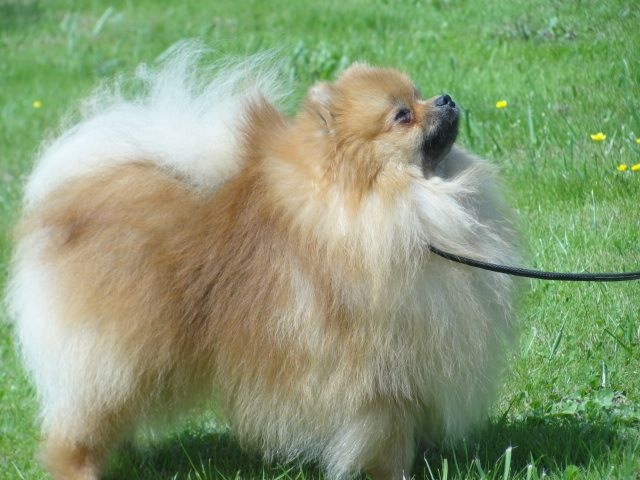 CH. Yggy pom Du bois de moque souris