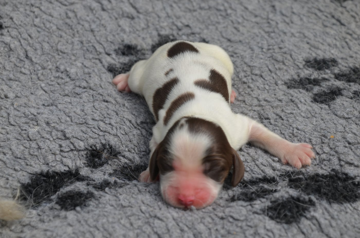 Chiot N°3 chocolat et blanc