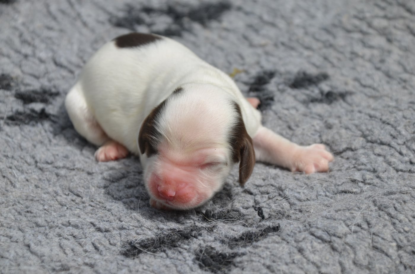 Chiot N°5 chocolat et blanc