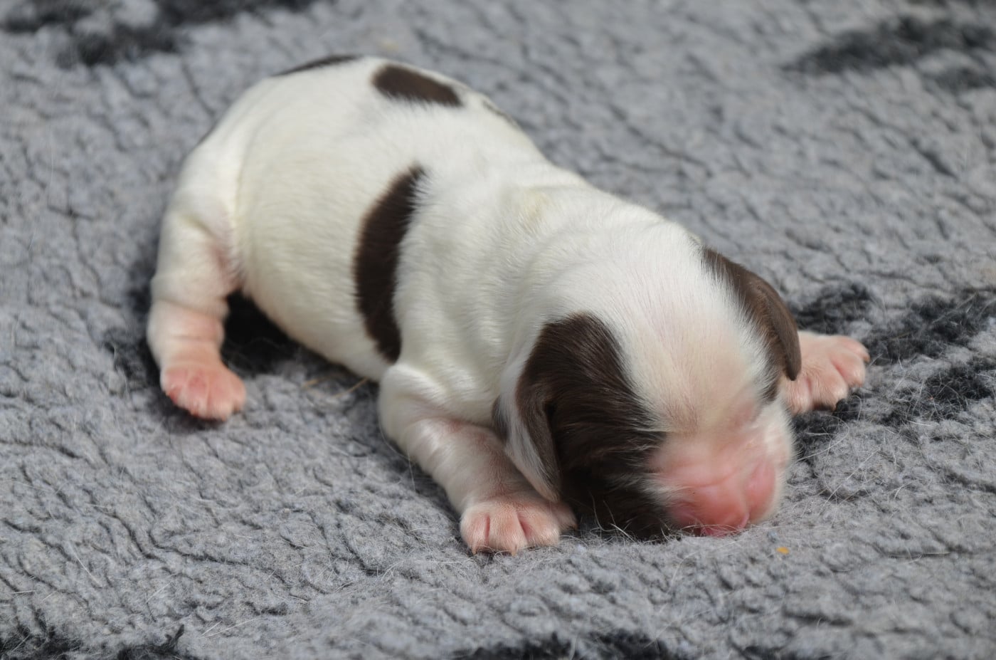 Chiot N°6 chocolat et blanc