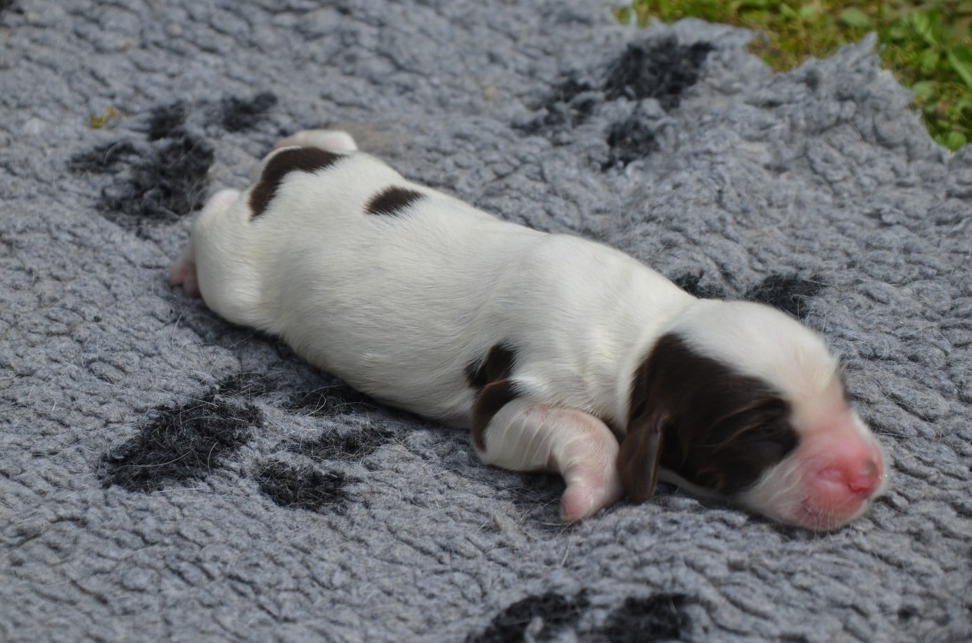 Chiot N°1 chocolat et blanc