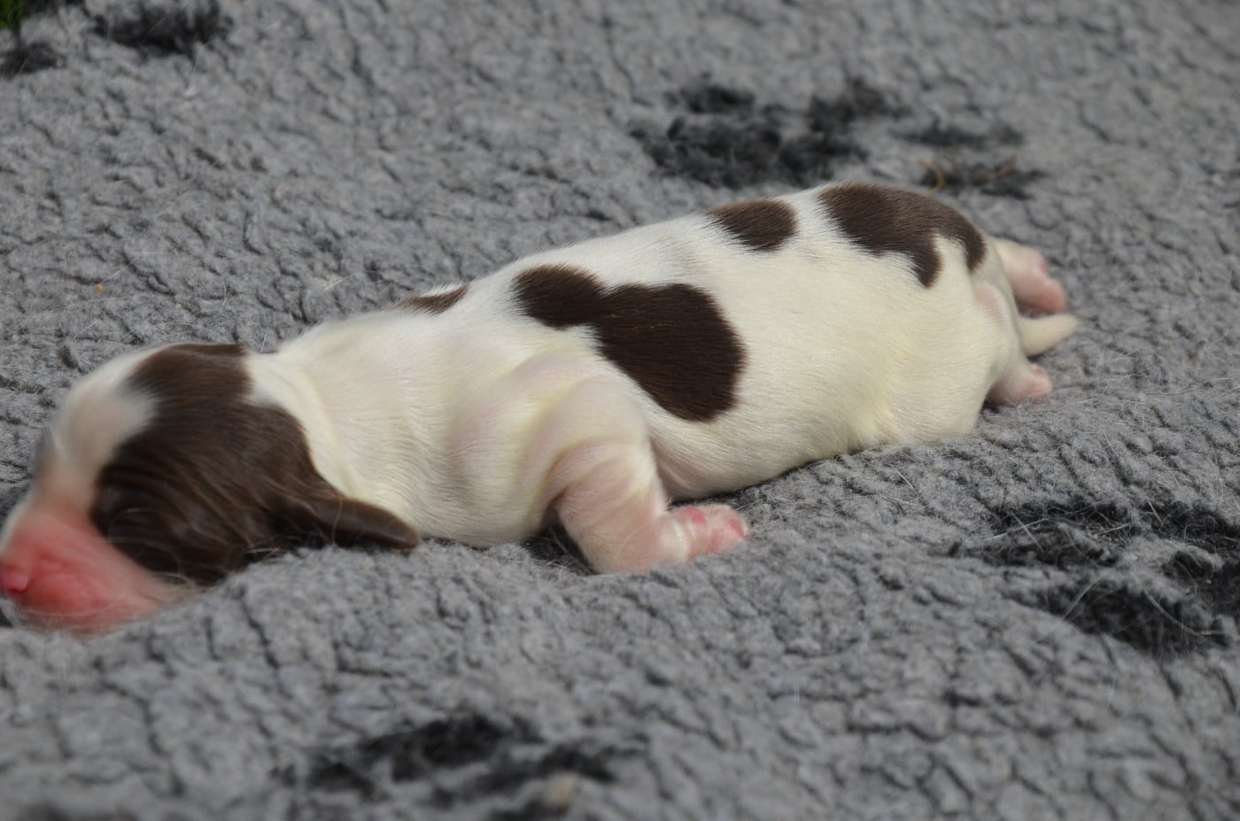 Chiot N°3 chocolat et blanc