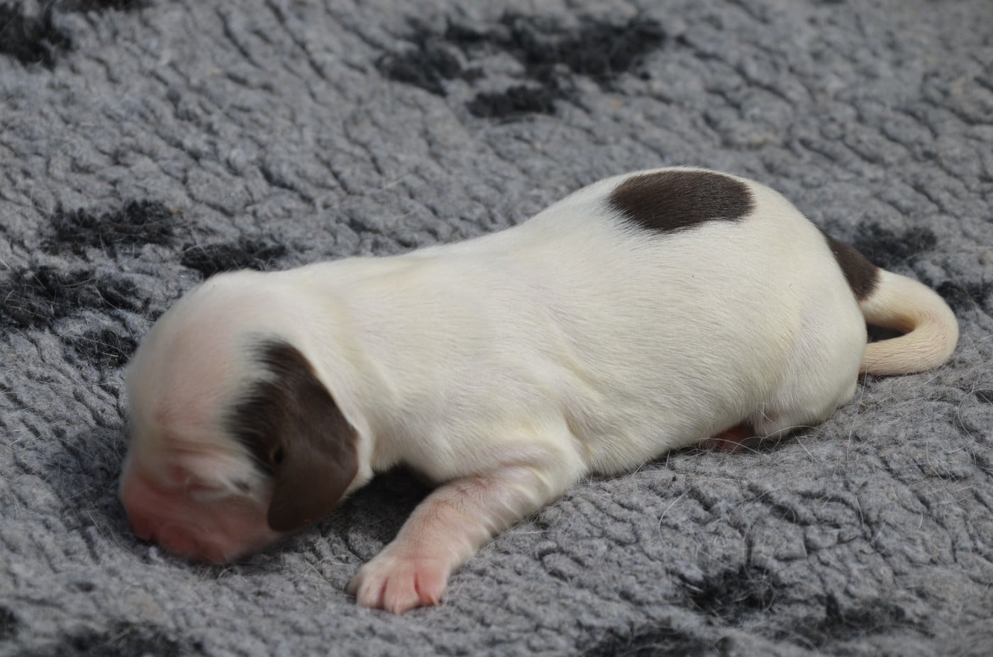 Chiot N°5 chocolat et blanc
