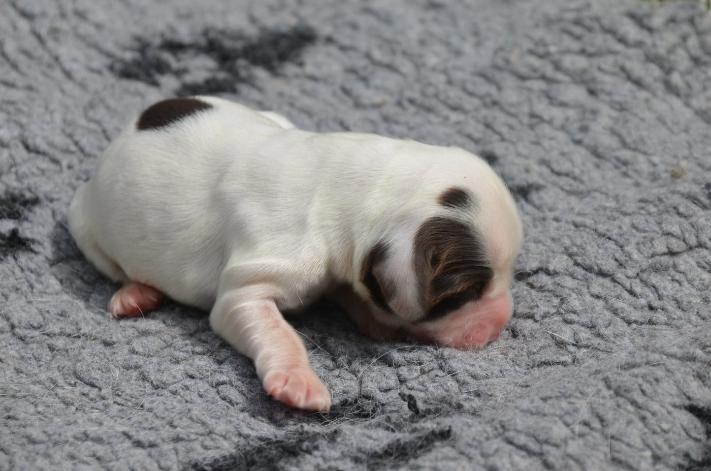 Chiot N°5 chocolat et blanc