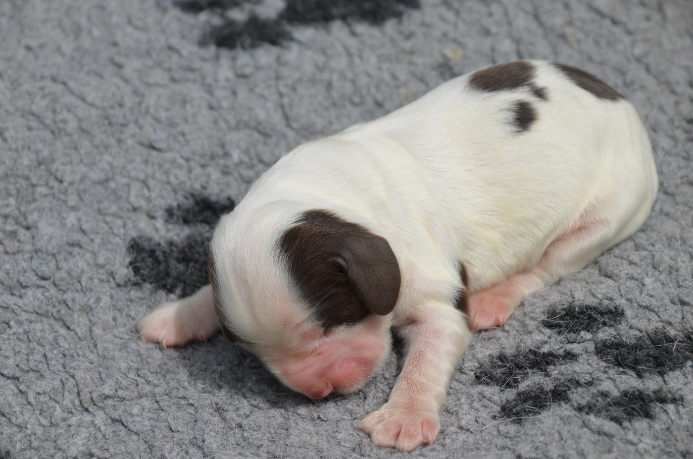 Chiot N°6 chocolat et blanc