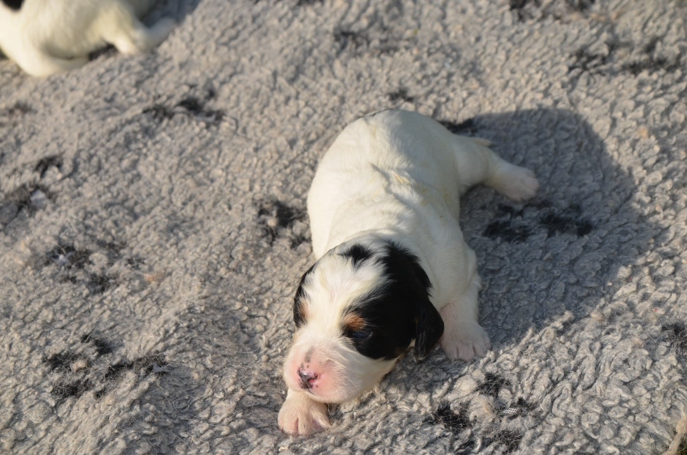 Chiot N°5
