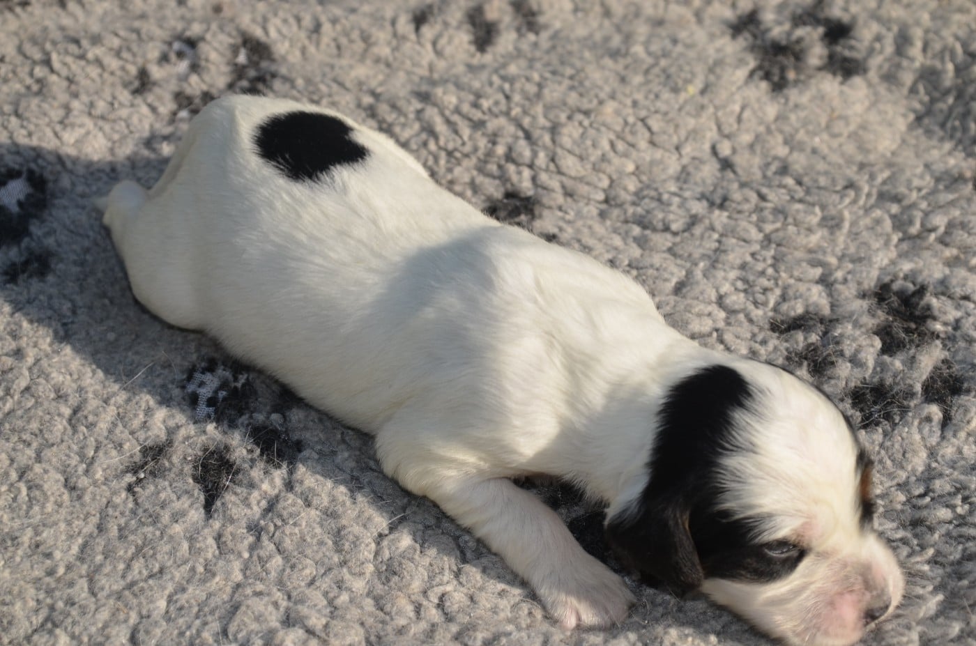 Chiot N°6