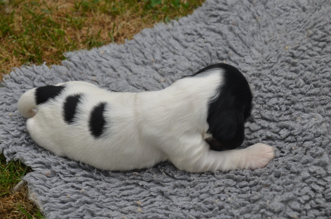 Chiot N°1 noire et blanche