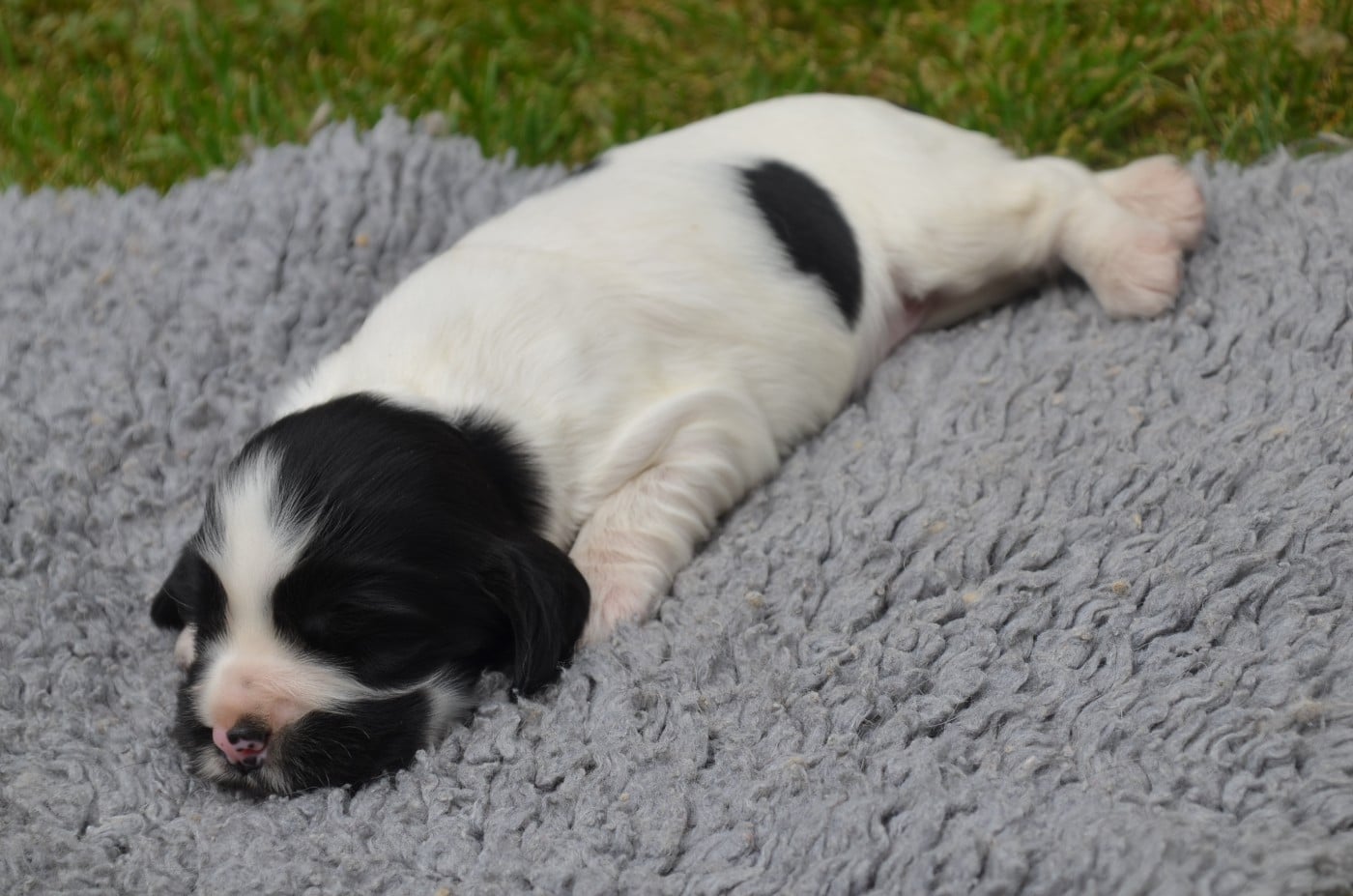 Chiot N°1 noire et blanche