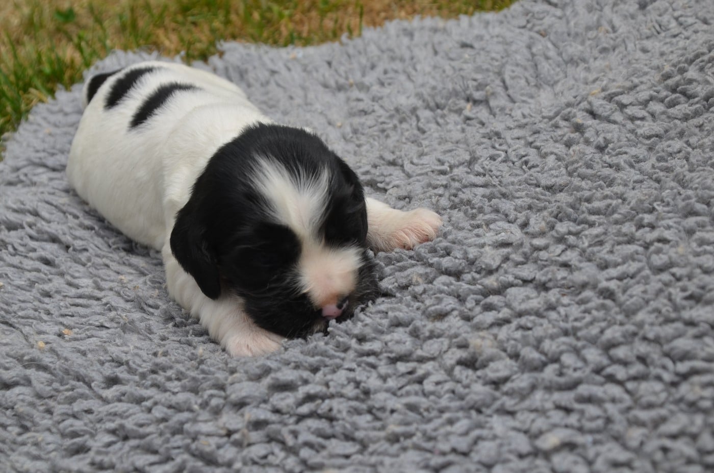 Chiot N°1 noire et blanche