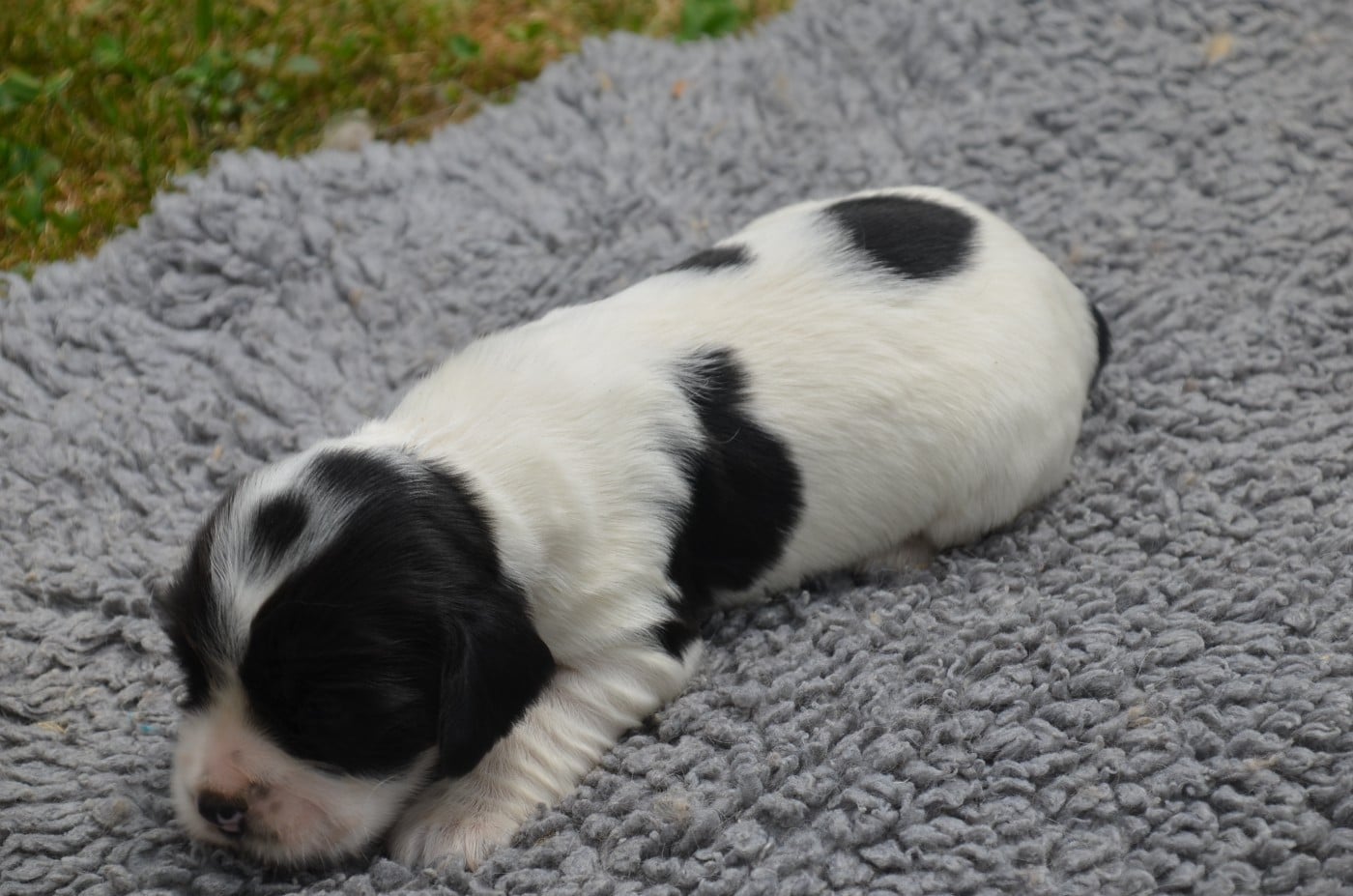 Chiot N°2 bleu rouan