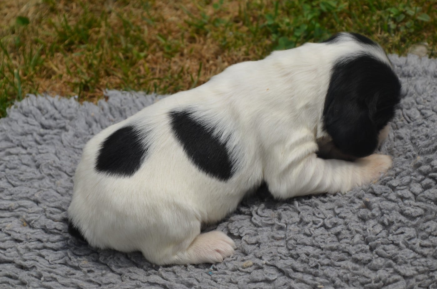 Chiot N°2 bleu rouan