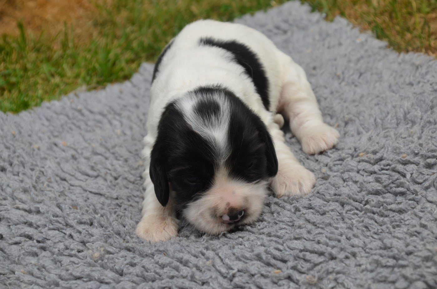 Chiot N°2 bleu rouan