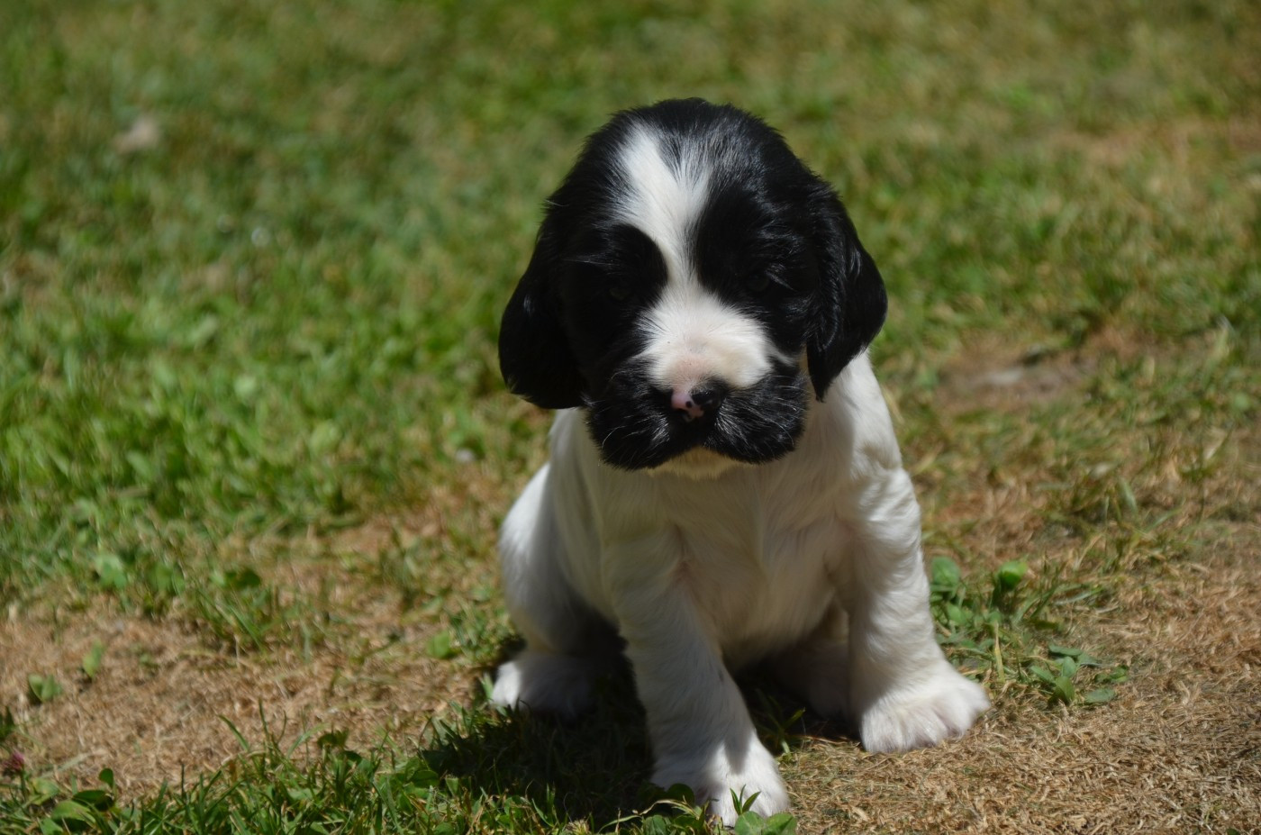 Chiot N°1 noire et blanche