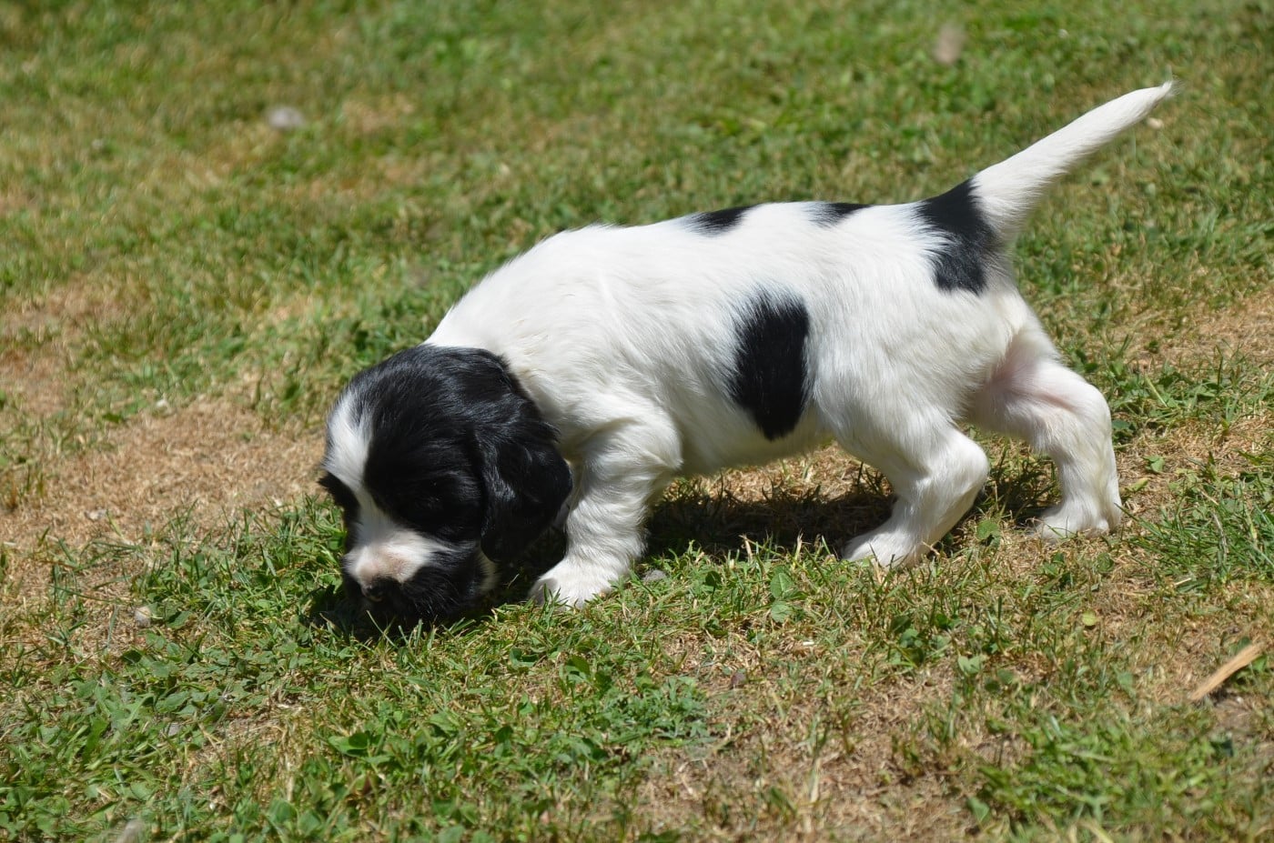 Chiot N°1 noire et blanche