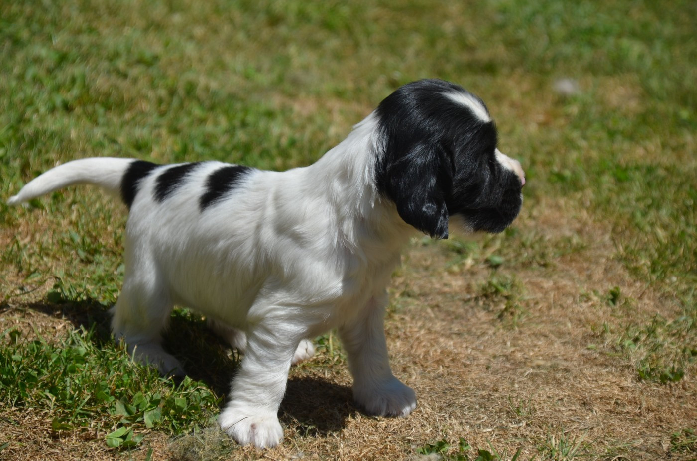 Chiot N°1 noire et blanche