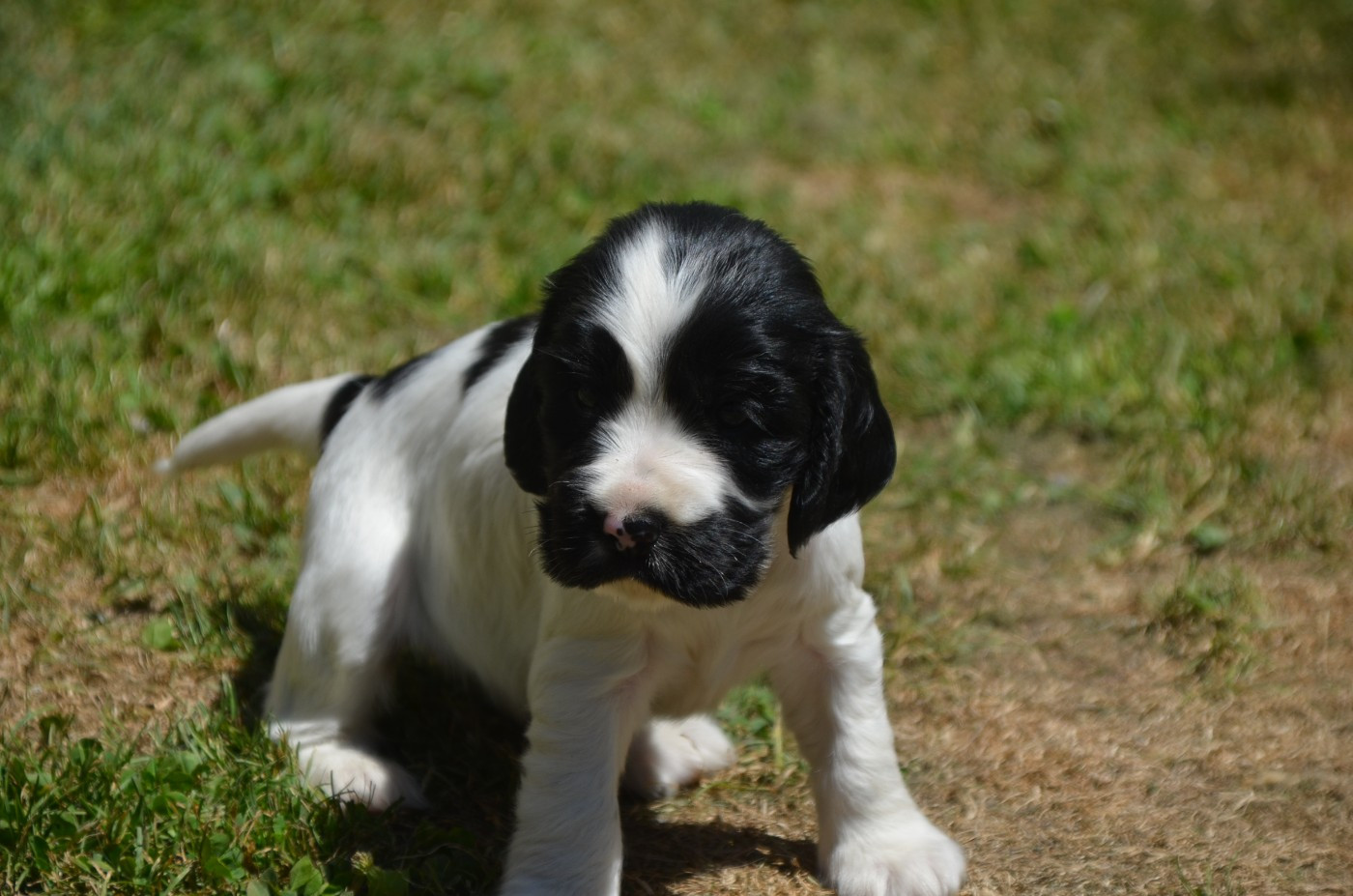 Chiot N°1 noire et blanche