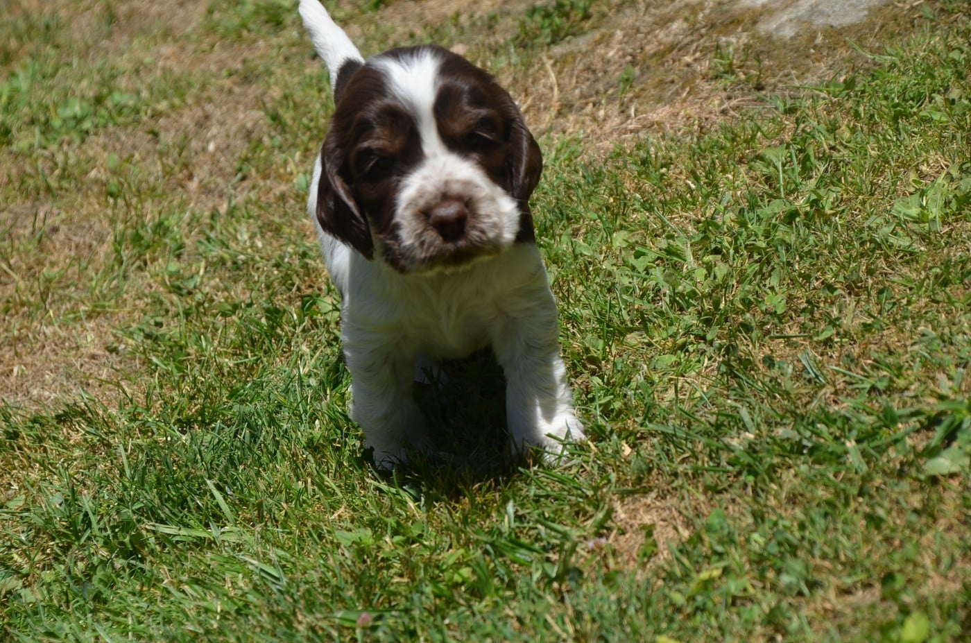 Chiot N°3 tricolore chocolat