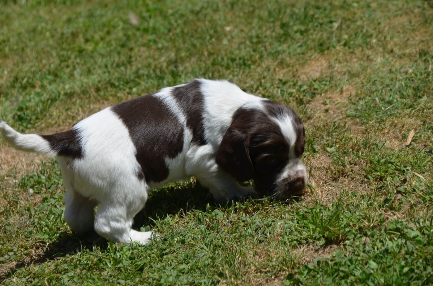 Chiot N°3 tricolore chocolat