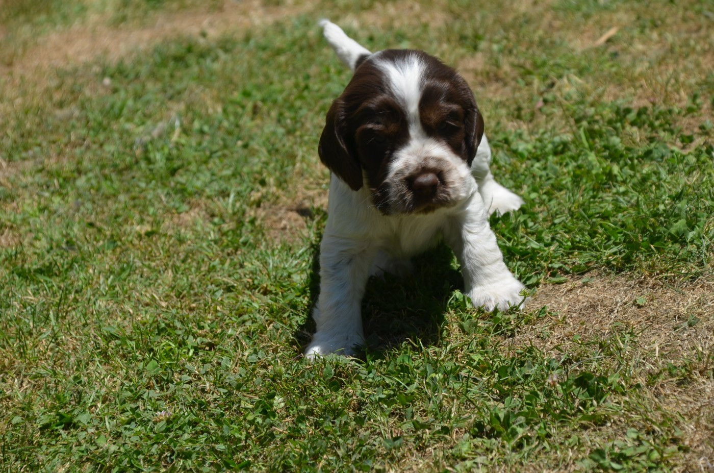 Chiot N°3 tricolore chocolat
