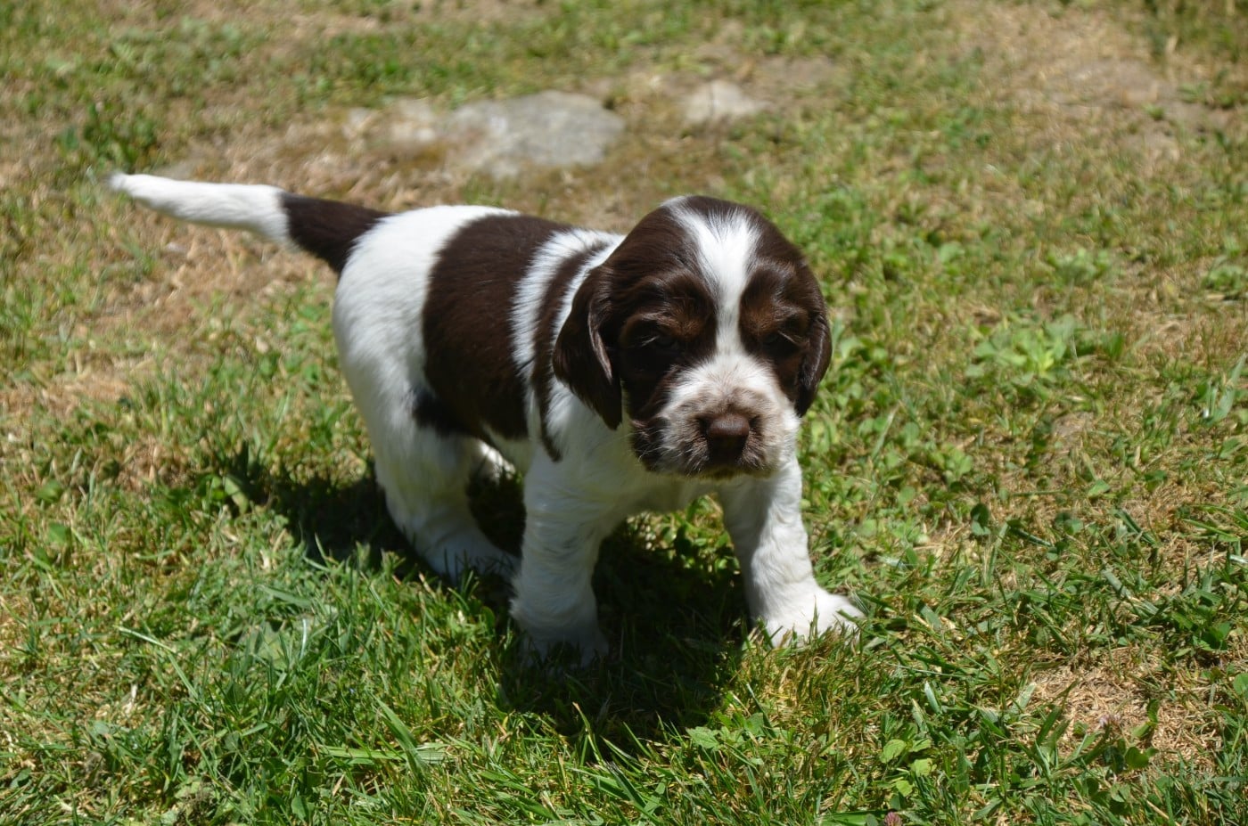 Chiot N°3 tricolore chocolat
