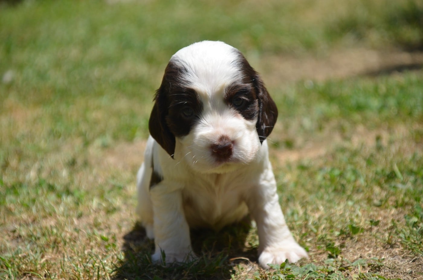 Chiot N°1 chocolat et blanc