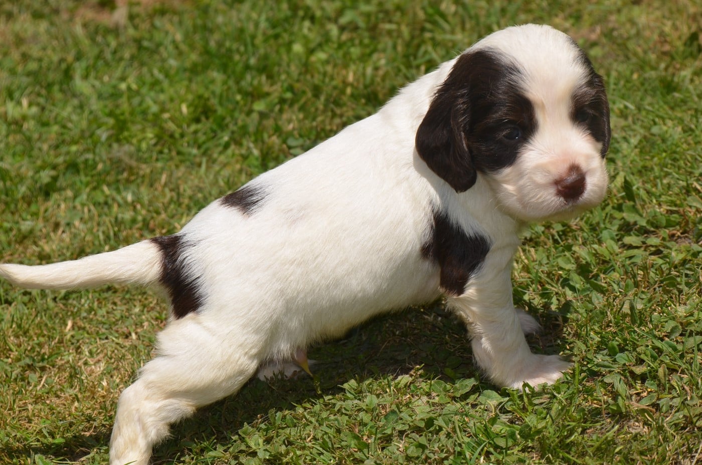 Chiot N°1 chocolat et blanc