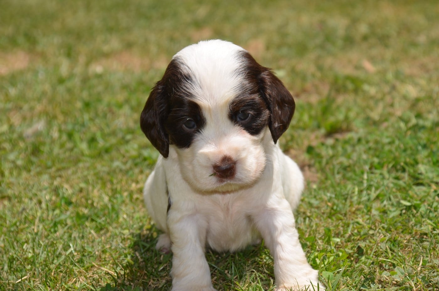 Chiot N°1 chocolat et blanc