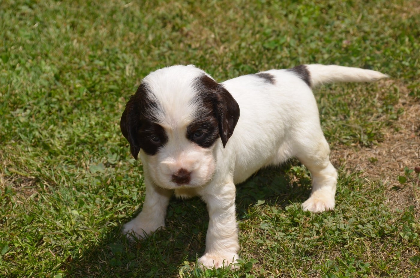 Chiot N°1 chocolat et blanc