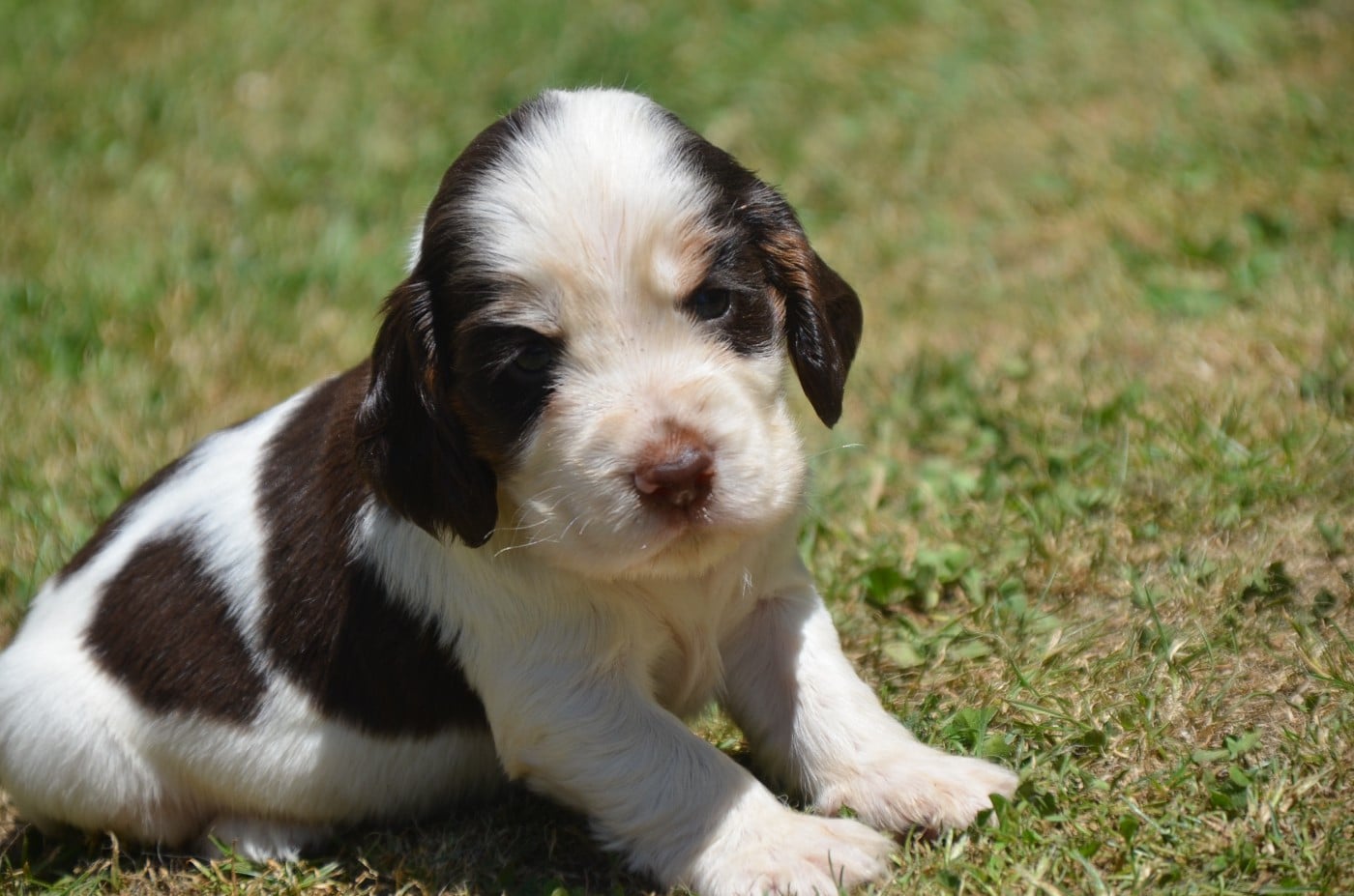 Chiot N°4 tricolore chocolat